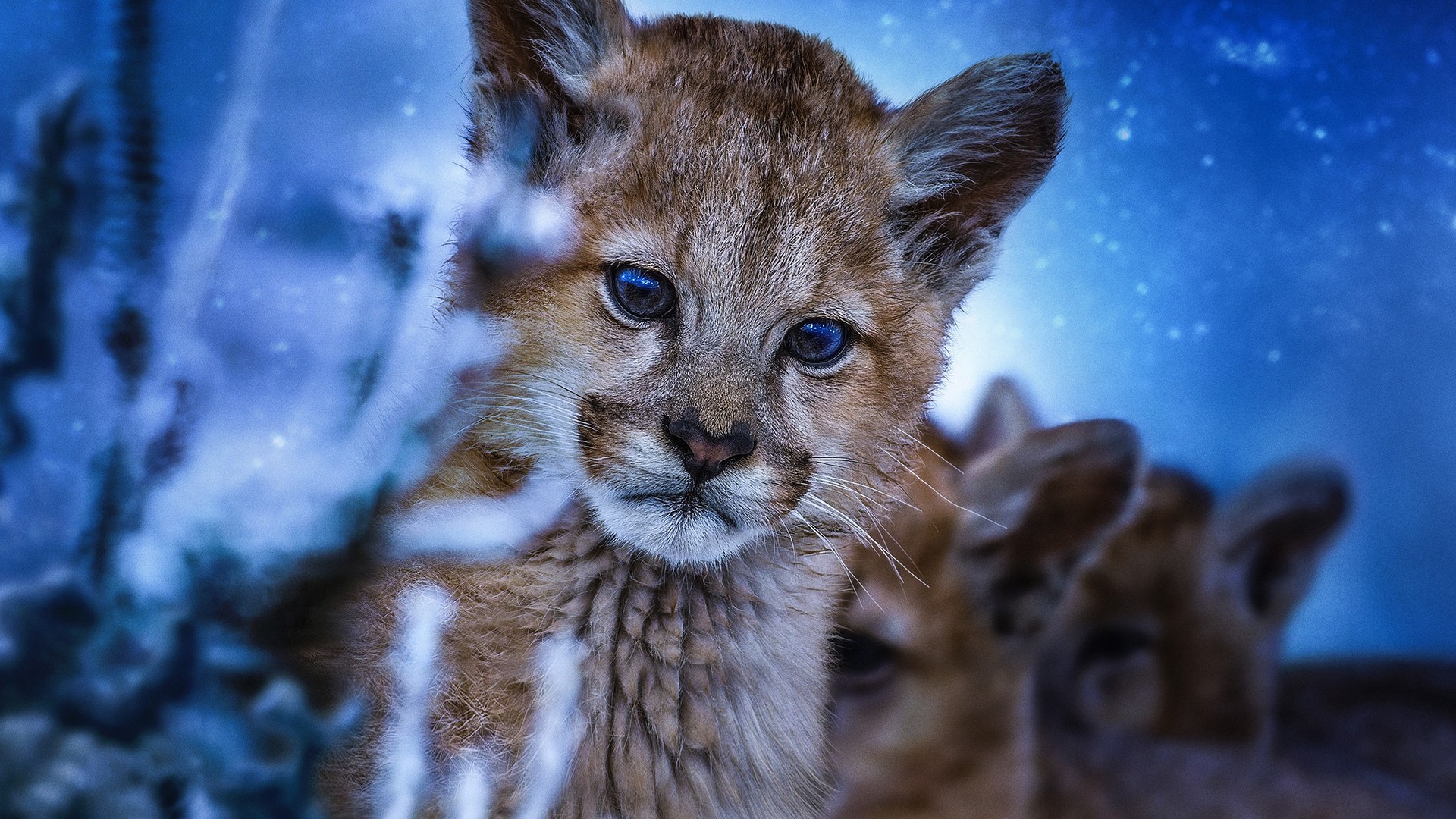 Earth at Night in Color 2. Sezon 6. Bölüm