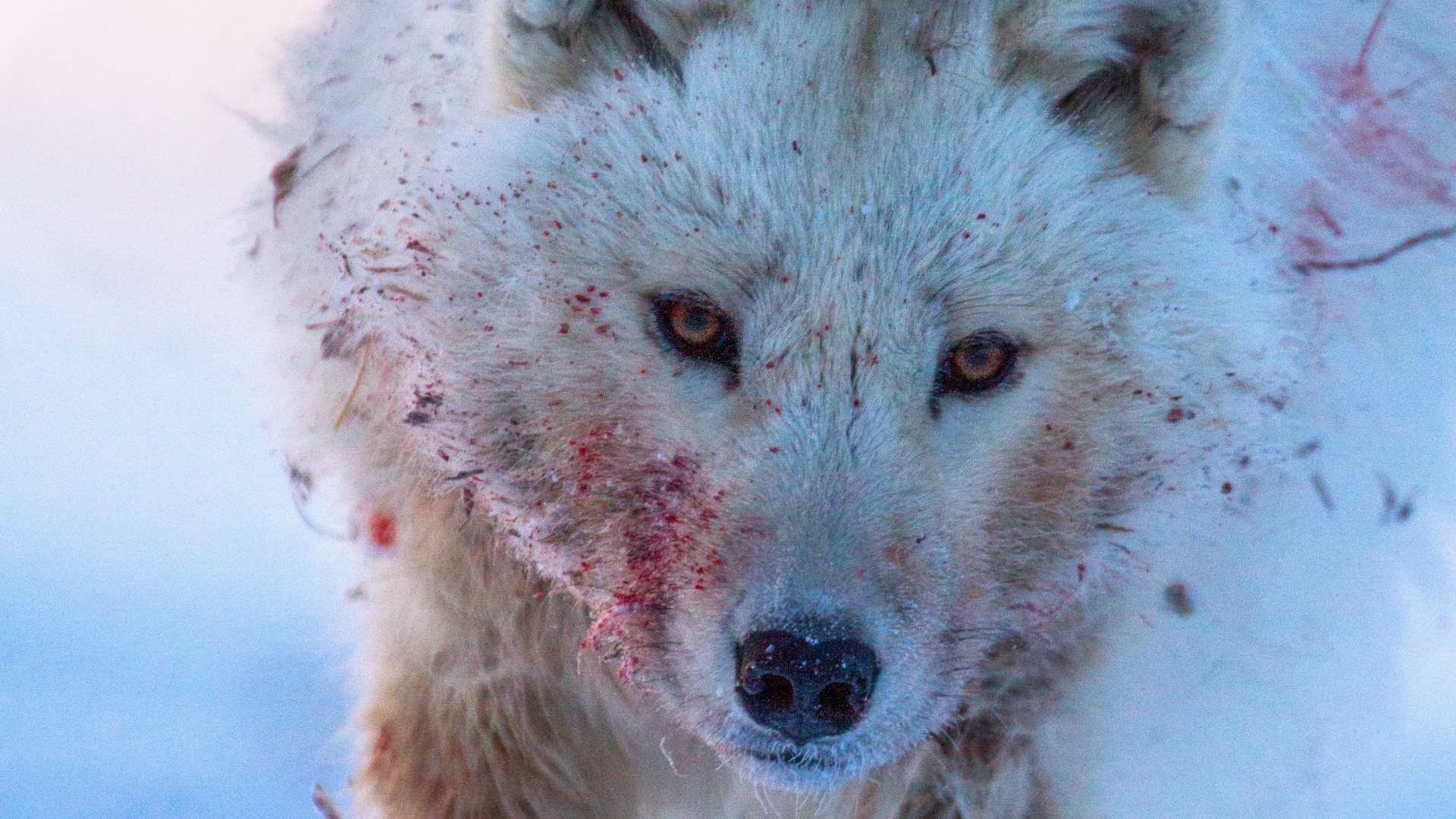 Hostile Planet 1. Sezon 4. Bölüm