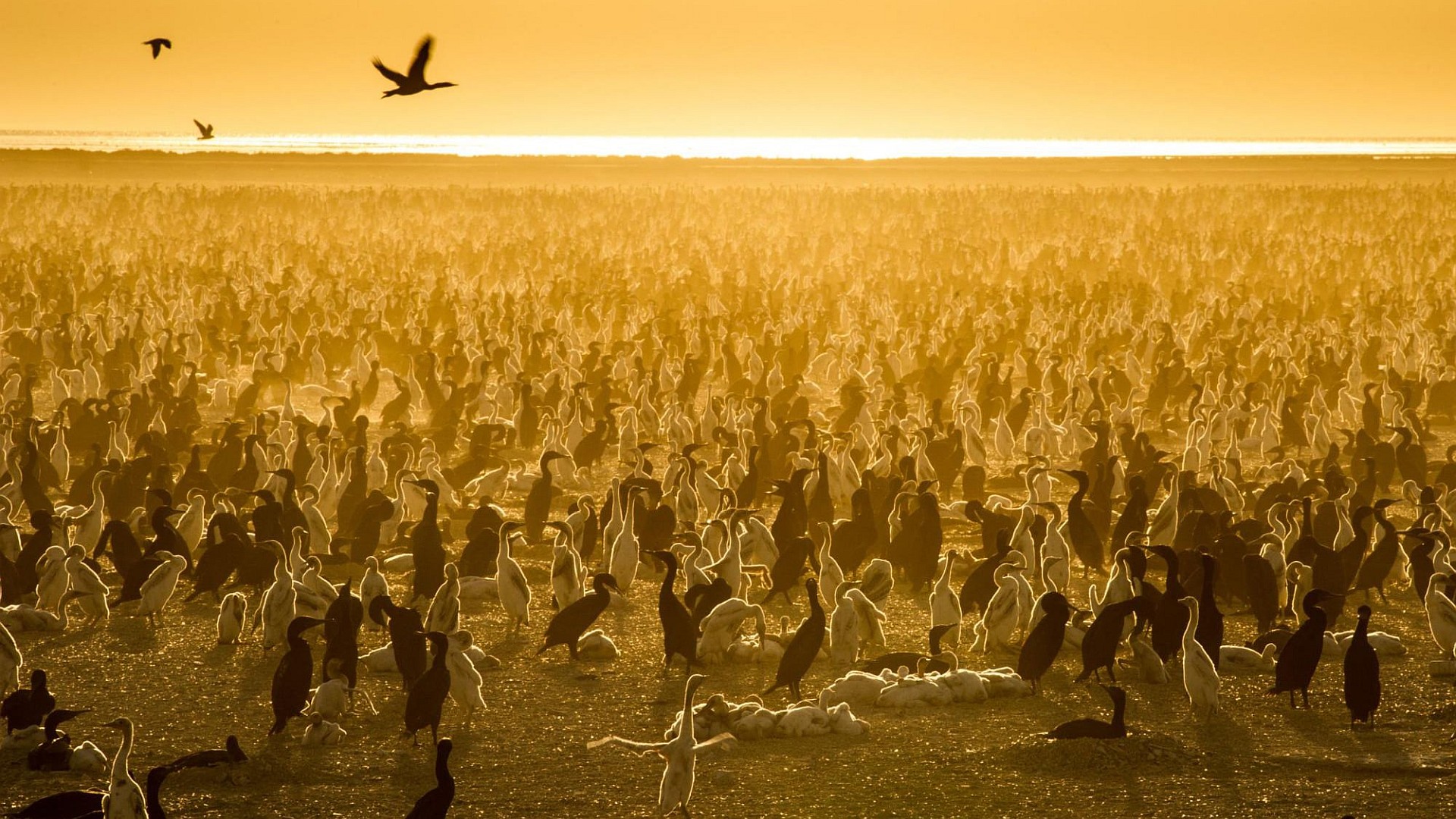 Our Planet 1. Sezon 5. Bölüm