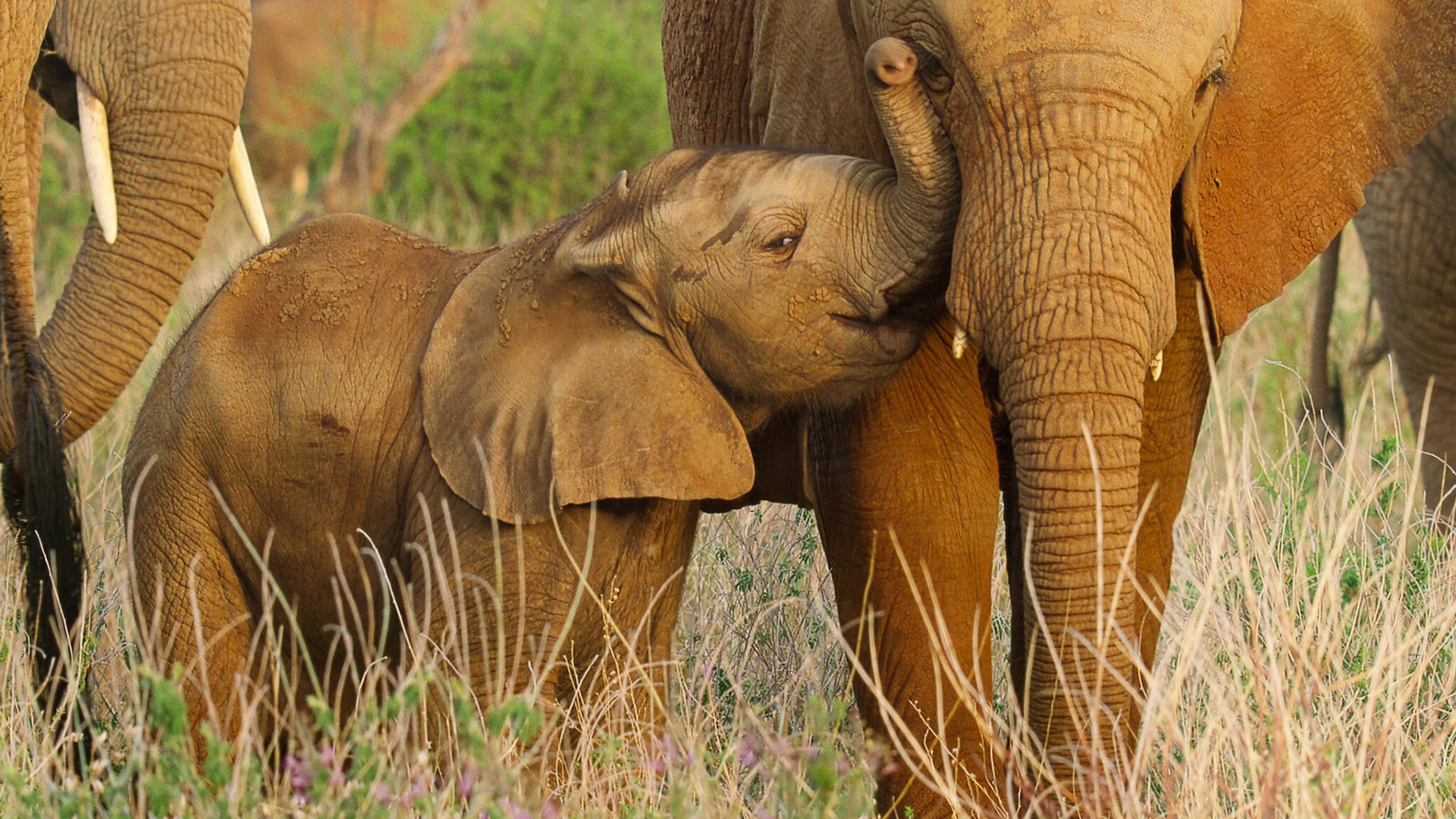 Wild Babies 1. Sezon 6. Bölüm
