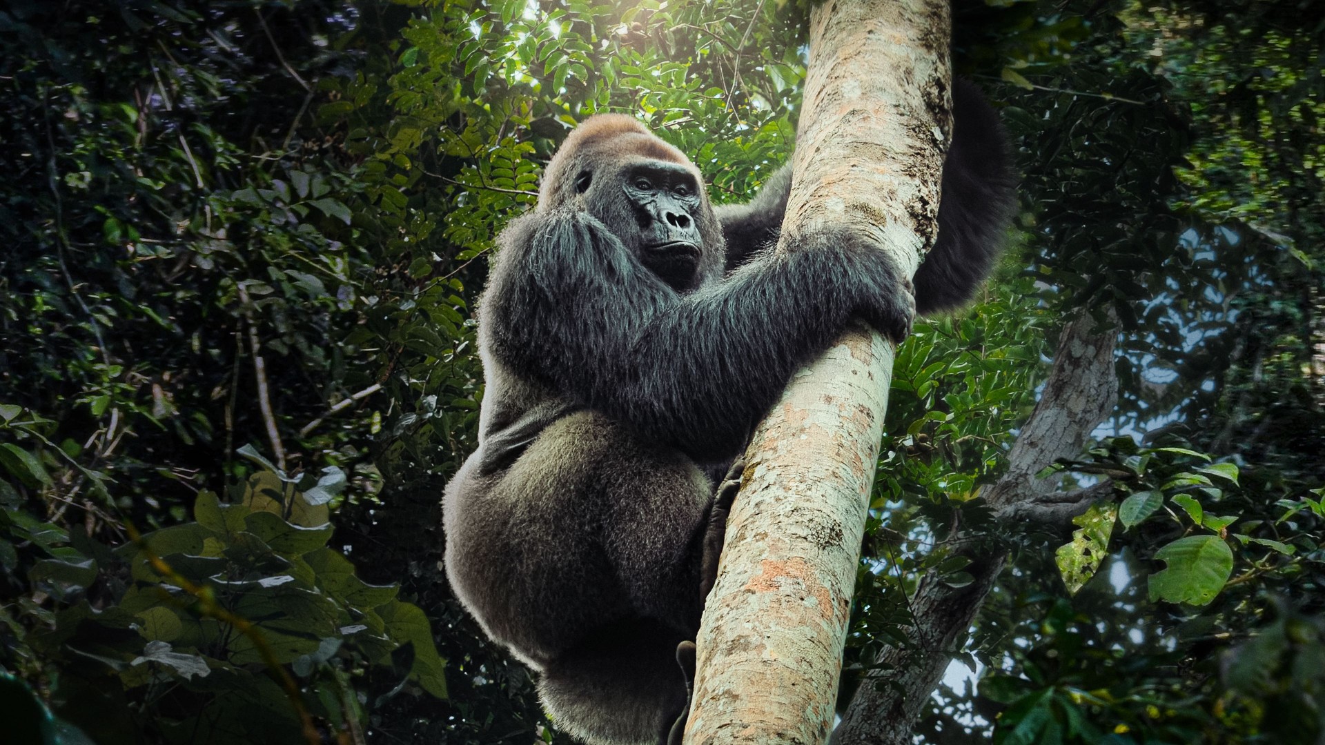 Big Beasts 1. Sezon 8. Bölüm