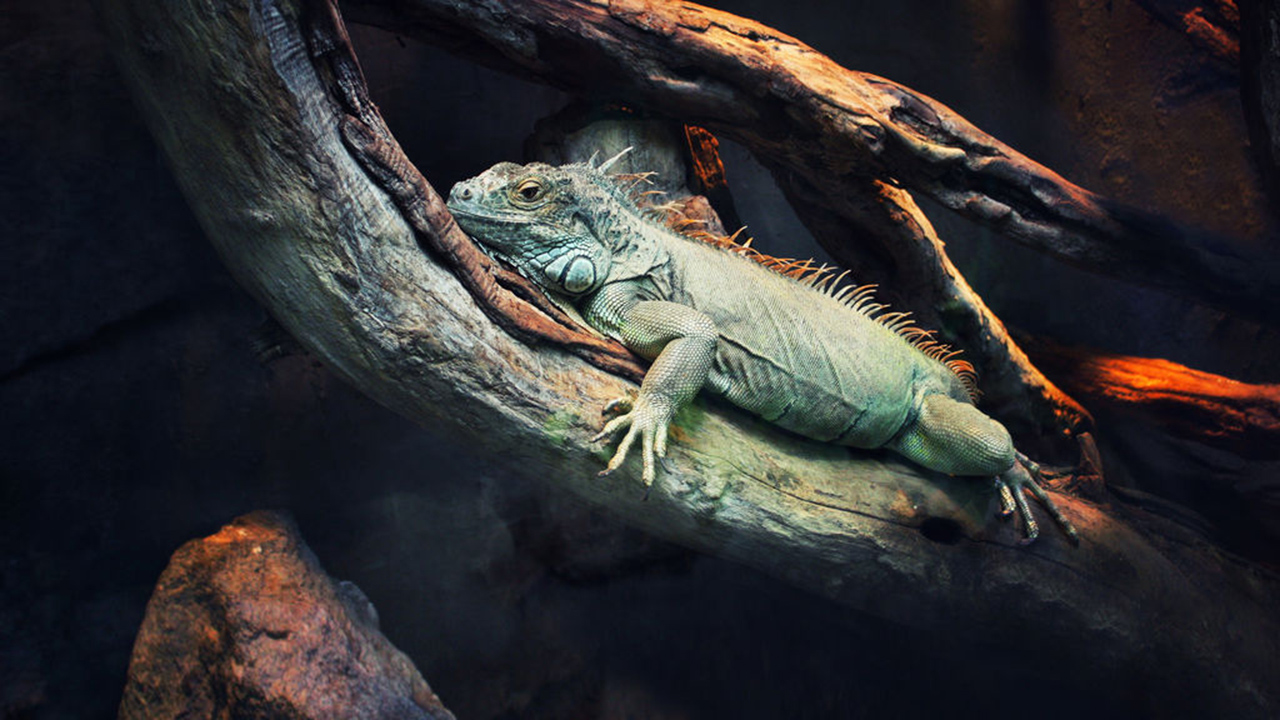 72 Dangerous Animals: Latin America 1. Sezon 12. Bölüm